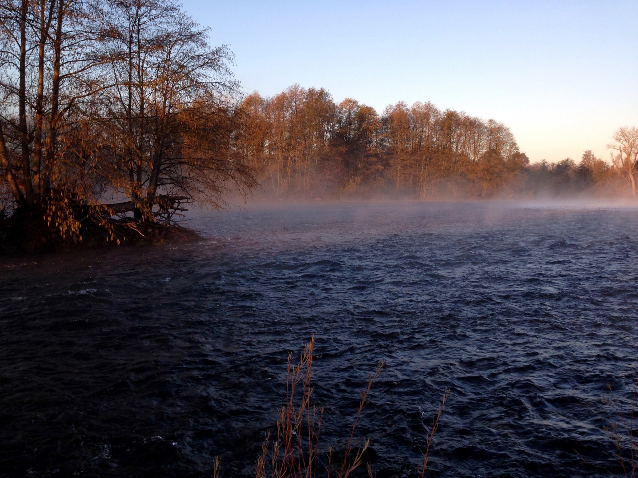 Central Valley Steelhead: Feather, Yuba, American